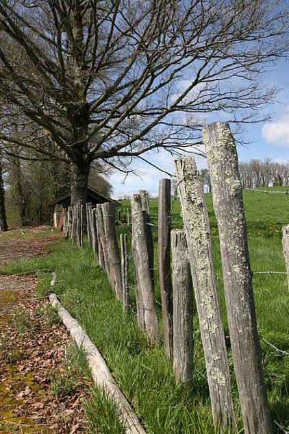 LEOBARD